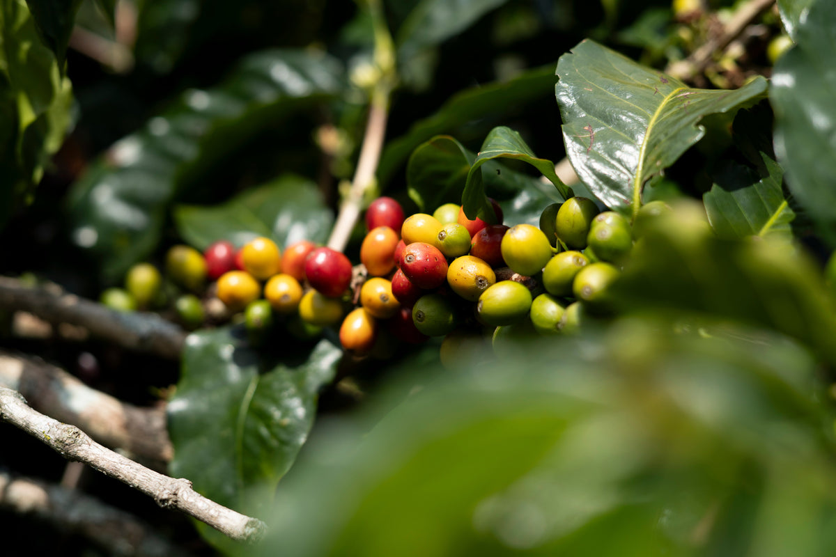 What Is Coffee Fermentation?